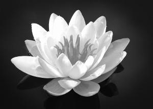 Black & White Lilly(1)